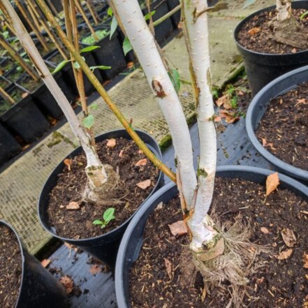 Breza himalájska Doorenbos,  Betula utilis, 200 – 250 cm, kontajner 13l