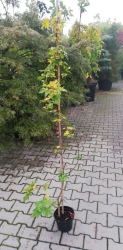 Javor poľný Elsrijk, Acer campestre, 130 - 140 cm, kont. 5I
