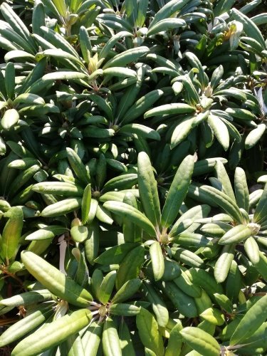 Rododendron Emanuela, Rhododendron, 30 - 50 cm, kont. 5l