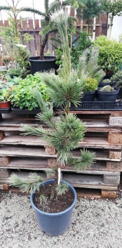 Borovica ohybná Extra Blue, Pinus flexilis, kontajner 10 l, 120 cm