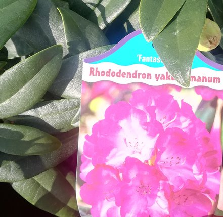 Rododendron Fantasia, Rhododendron 40 - 50 cm, kont. 5l