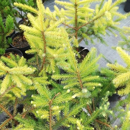 Smrek omorikový Golden Rain , Picea omorika, kontajner C3, výška 30-40 cm