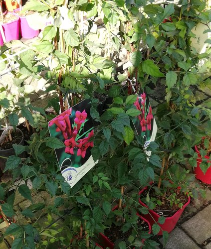 Trúbkovec koreňujúci Gabor, Campsis radicans,  kont. 3l.