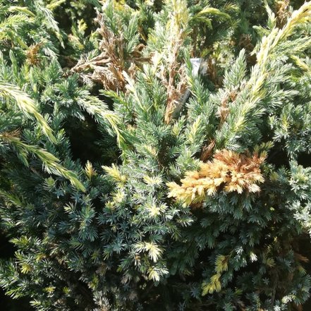 Borievka šupinatá Golden Flame, Juniperus squamata 30 - 40 cm, kont. 3l