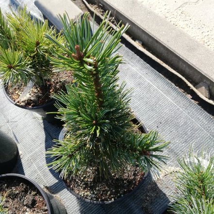 Borovica drobnokvetá Glauca, Pinus parviflora, kontajner 3 l , 30-40 cm