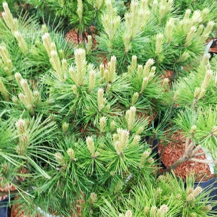 Borovica čierna  Globosum (na kmienku), Pinus nigra 40 - 50 cm, kont. 3l