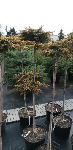 Borievka obyčajná Goldschatz, Juniperus communis, kmeň + 120 cm, kont. 3l