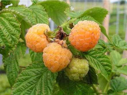 Malina Golden Queen, Rubus idaeus 20 - 30 cm kontajner 0,5 l