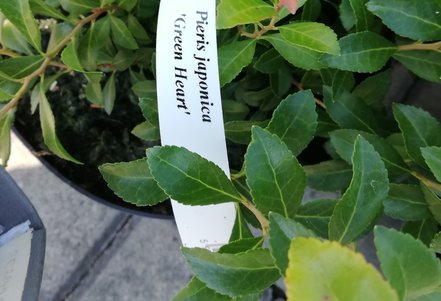 Pieris japonský Green Hearth, Pieris japonica 20 - 30 cm, kont. 3l