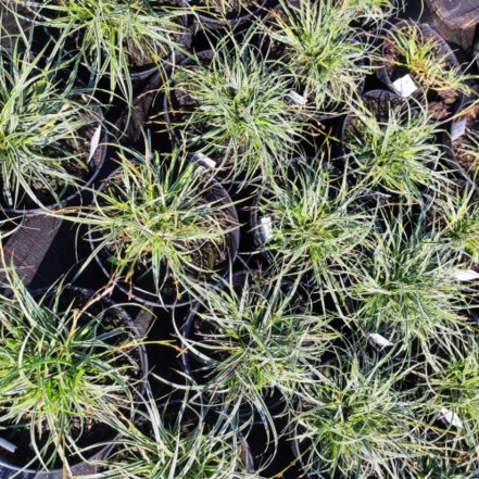 Ostrica Hime Kansuke, Carex conica, kont. 2l