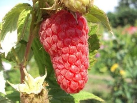 Malina Sokolica, Rubus idaeus 30 - 40 cm kont.1l