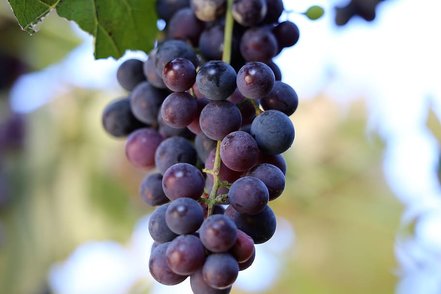 Vinič americký Izabella, Vitis Labrusca, kontajnerovaná sadenica 1 l