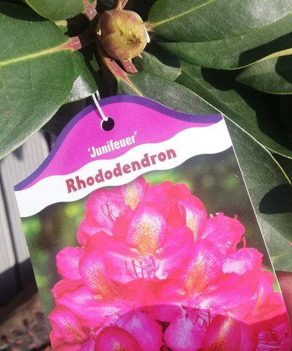 Rododendron Kalinka, Rhododendron 20 - 30 cm, kont. 5l