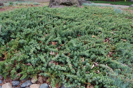 Borievka pobrežná Blue Pacific, Juniperus conferta 30 - 40 cm, kont. 3l