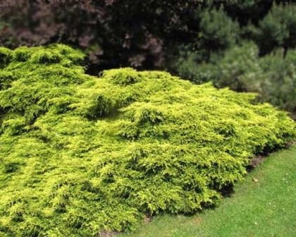 Borievka prostredná Gold Coast, Juniperus × media, 30 – 50 cm, kontajner 3l