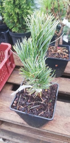 Borovica drobnokvetá Kan Zan , Pinus parviflora, kontajner C1 ,30-40 cm