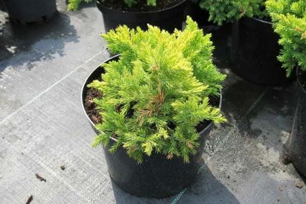 Borievka poliehavá Kishiogima, Juniperus procumbens 20 - 30 cm, kont. 3l