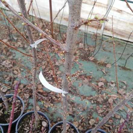 Slivka domáca Bluefree, Prunus domestica , 170 - 200 cm, kont. 10l