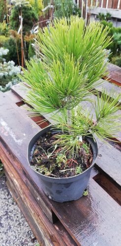 Borovica pancierová, Pinus leucodermis – heldreichii,   + 20 cm, kont. 3l