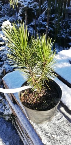Borovica pancierová, Pinus leucodermis – heldreichii,   + 20 cm, kont. 3l