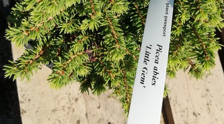 Smrek obyčajný Little Gem, Picea abies 10 - 25 cm, kont. 3l