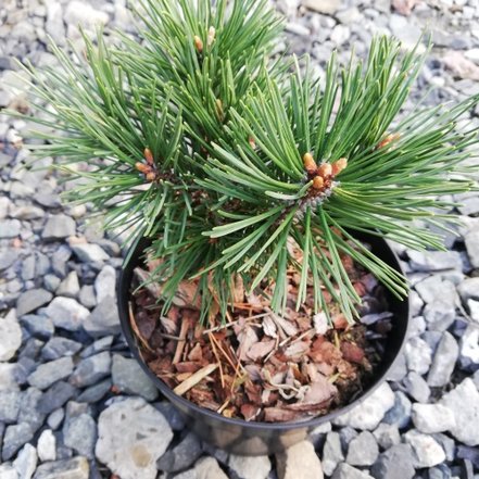 Borovica horská Little lady, Pinus mugo 20 - 30 cm, kont. 3l