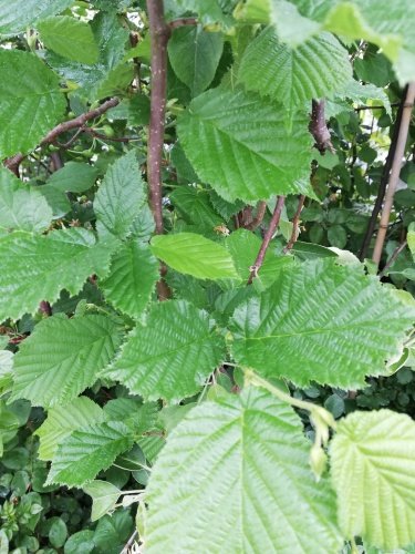 Lieska obyčajná Corylus avellana, 40 - 60 cm, kont. 2l