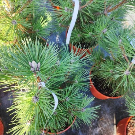 Borovica thunbergová Majima,  Pinus thunbergii, 20 - 35 cm, kont. 3l