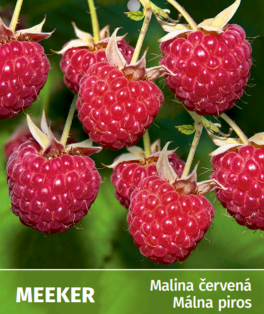 Malina Meeker, Rubus idaeus +100 cm kont.1l