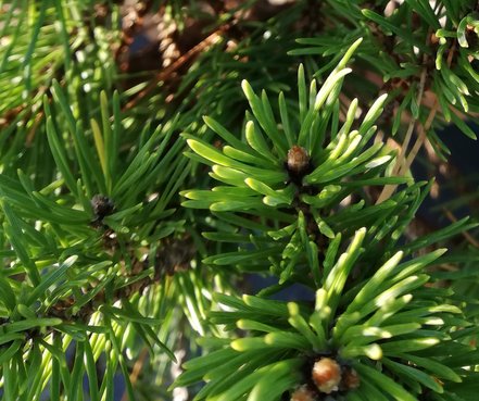 Borovica lesná Miba, Pinus sylvestris, 50 - 60 cm, kont. 10l