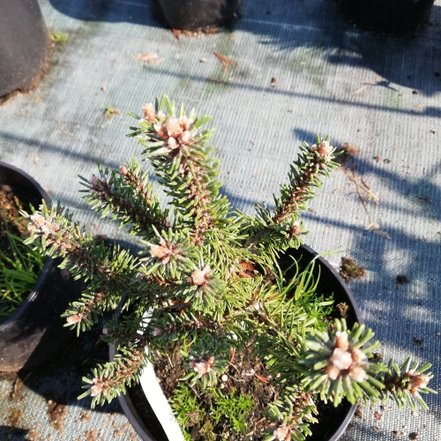 Borovica horská Minutifolia Pinus mugo 20 - 30 cm, kont. 3l
