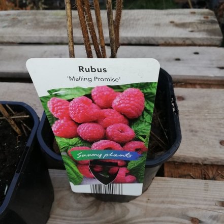 Malina  Malling Promise , Rubus idaeus + 100  cm kont.2l