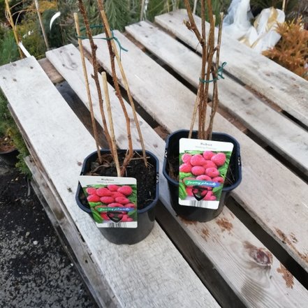 Malina  Malling Promise , Rubus idaeus + 100  cm kont.2l