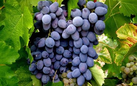 Vinič hroznorodý Muškát modrý, Vitis vinifera, kontajnerovaná sadenica 1l