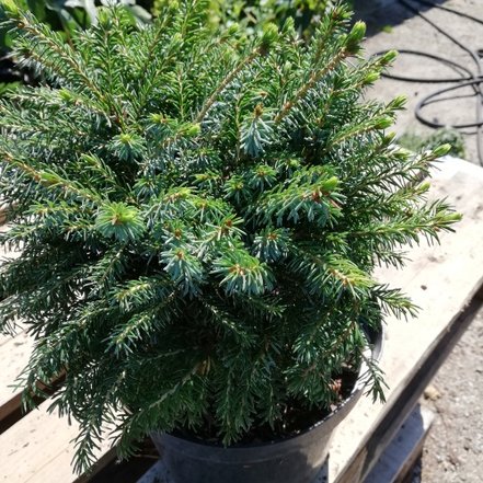 Smrek omorikový-balkánsky Nana, Picea omorika 20 - 30 cm, kont. 3l