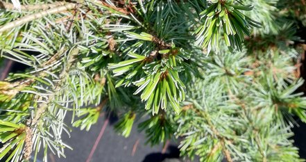 Borovica drobnokvetá Negishi, Pinus parviflora, + 60 cm, kont 10l