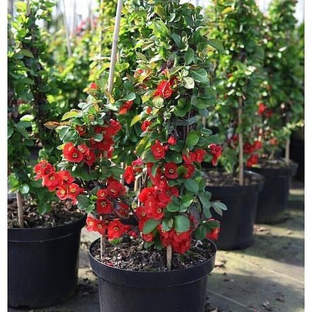 Dulovec  Nicoline, Chaenomeles x superba 25 - 35 cm, kont. 3l