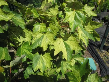 Javor horský Nizetti, Acer pseudoplatanus , 120 – 160 cm, kontajner 3L