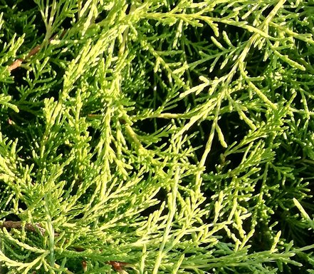 Borievka pfitzerová Old gold, Juniperus x pfitzeriana 5 - 10 cm, kont. 3l