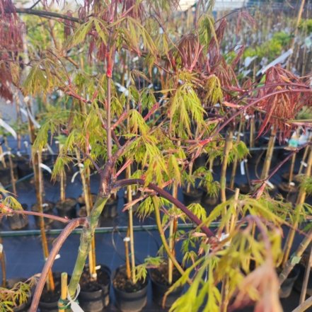 Javor dlaňovitolistý Orangeola, Acer palmatum, na kmeni 130 – 170 cm, kontajner C 3l