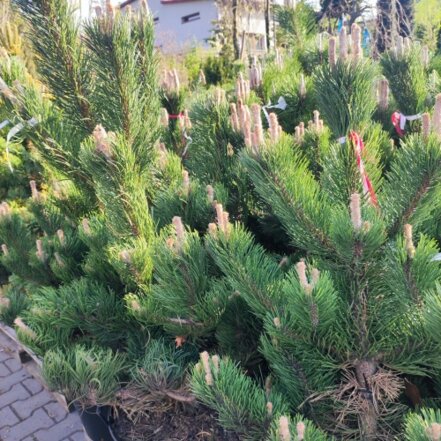 Borovica čierna Oregon Green, Pinus nigra, + 130cm, kontajner 15l