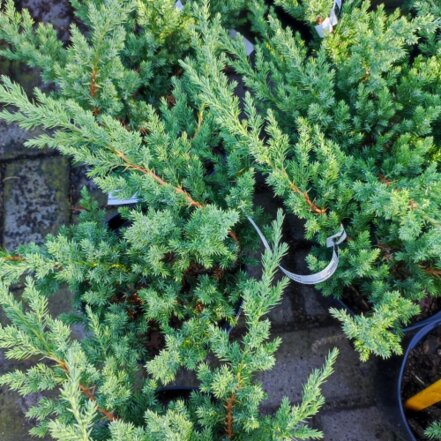 Borievka čínska Parsonii, Juniperus chinensis, 20 – 30 cm, kontajner 3l