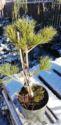 Borovica balkánska, Pinus peuce, 20 - 40 cm, kontajner 3l