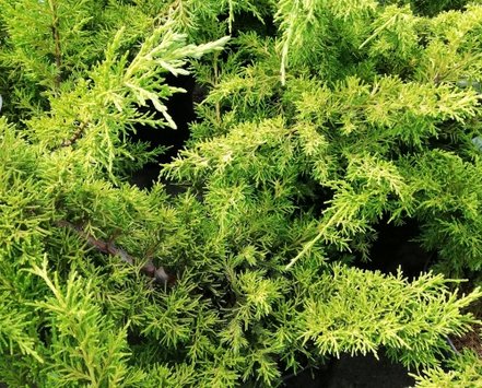 Borievka čínska Plumosa Aurea, Juniperus chinensis 50 - 60 cm, kont. 3l