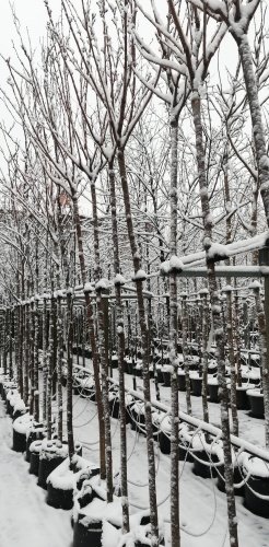 Čerešňa pilovitá Royal Burgundy, Prunus serrulata, +300 cm, kont. 20I