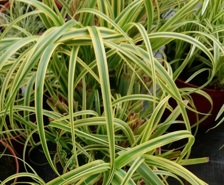 Ostrica novozélandská, 'Rekohu Sunrise',  Carex trifida, kont. 3l
