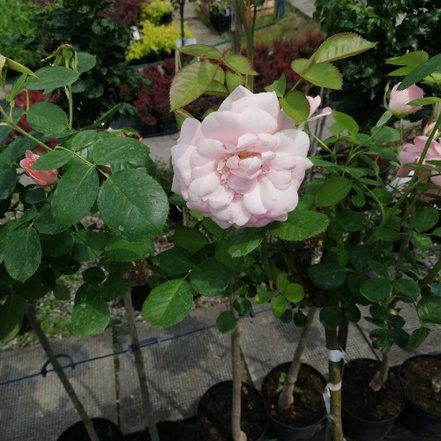 Veľkokvetá ruža - ružová, kont. 3l