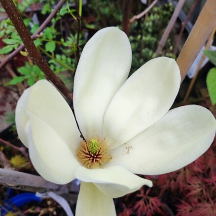 Magnolia Sayonara, Magnolia, + 150 cm, kont. 5l