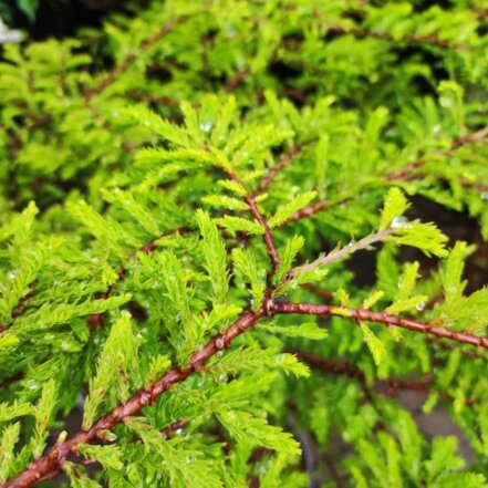 Tisovec dvojradový Secrest, Taxodium distichum, + 100 cm, kontajner 20l