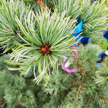 Borovica drobnokvetá Shizukagoten, Pinus parviflora, kontajner C10 , +140 cm